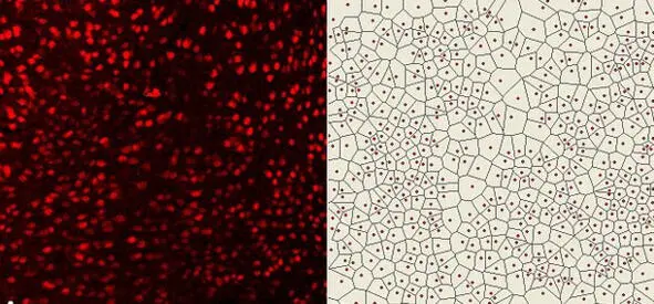 The collection and separation of dust particles of inanimate matter and the - фото 24
