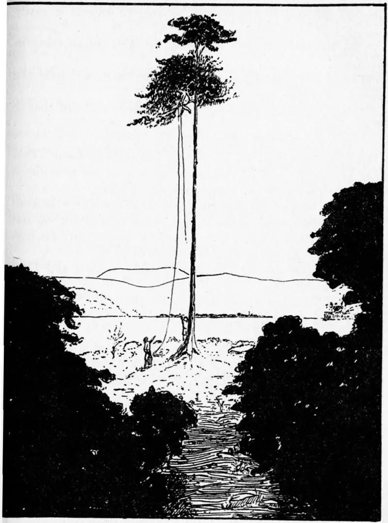 THE LIGHTHOUSE TREE But as she spoke John had done what he wanted He pulled up - фото 30