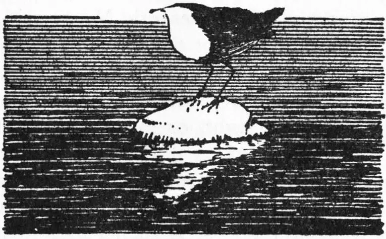 Chapter XXV Up River Table of Contents Above the lagoon the current seemed - фото 111