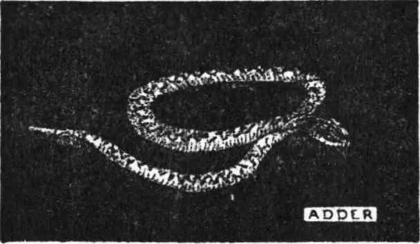 Chapter XVIII CandleGrease Table of Contents It was not that Ableseaman - фото 97