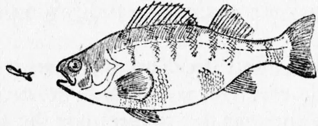 Chapter XXIX Two Sorts of Fish Table of Contents Theres nothing for it - фото 48