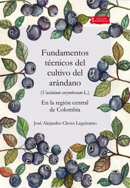 José Alejandro Cleves Leguízamo Fundamentos técnicos del cultivo del arándano (Vaccinium corymbosum L.) en la región central de Colombia обложка книги