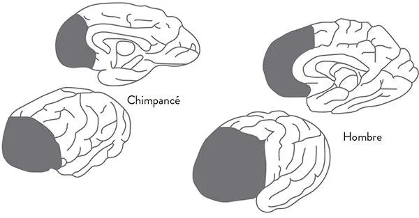 CÓMO ES EL CEREBRO DE UN NIÑO CON TDAH Si comparamos un cerebro de un niño - фото 11