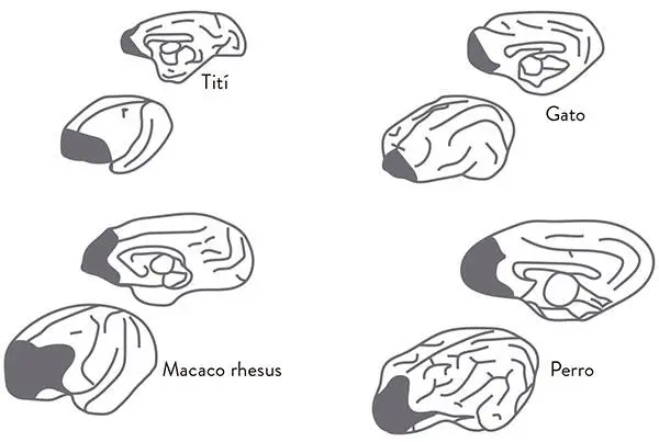 CÓMO ES EL CEREBRO DE UN NIÑO CON TDAH Si comparamos un cerebro de un niño - фото 10