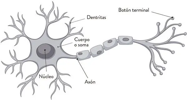 Los dos neurotransmisores que mayor relación tienen con el trastorno por - фото 13