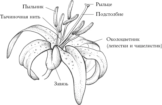 Независимо от формы внутри каждый цветок устроен одинаково У всех видов лилий - фото 1