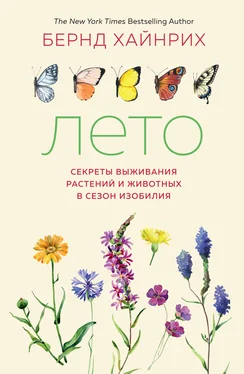 Бернд Хайнрих Лето: Секреты выживания растений и животных в сезон изобилия обложка книги