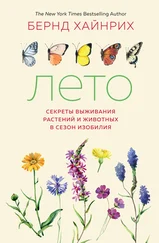 Бернд Хайнрих - Лето - Секреты выживания растений и животных в сезон изобилия