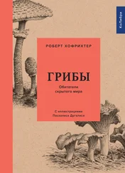 Роберт Хофрихтер - Грибы - Обитатели скрытого мира