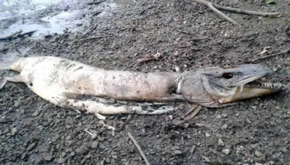 Кадборозавр лат Cadborosaurus willsi гипотетическая морская рептилия - фото 36