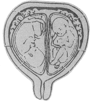 Рис 13 И создал Бог программу интеллектуальной эволюции согласно которой - фото 19