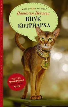 Наталья Нечаева Внук котриарха обложка книги