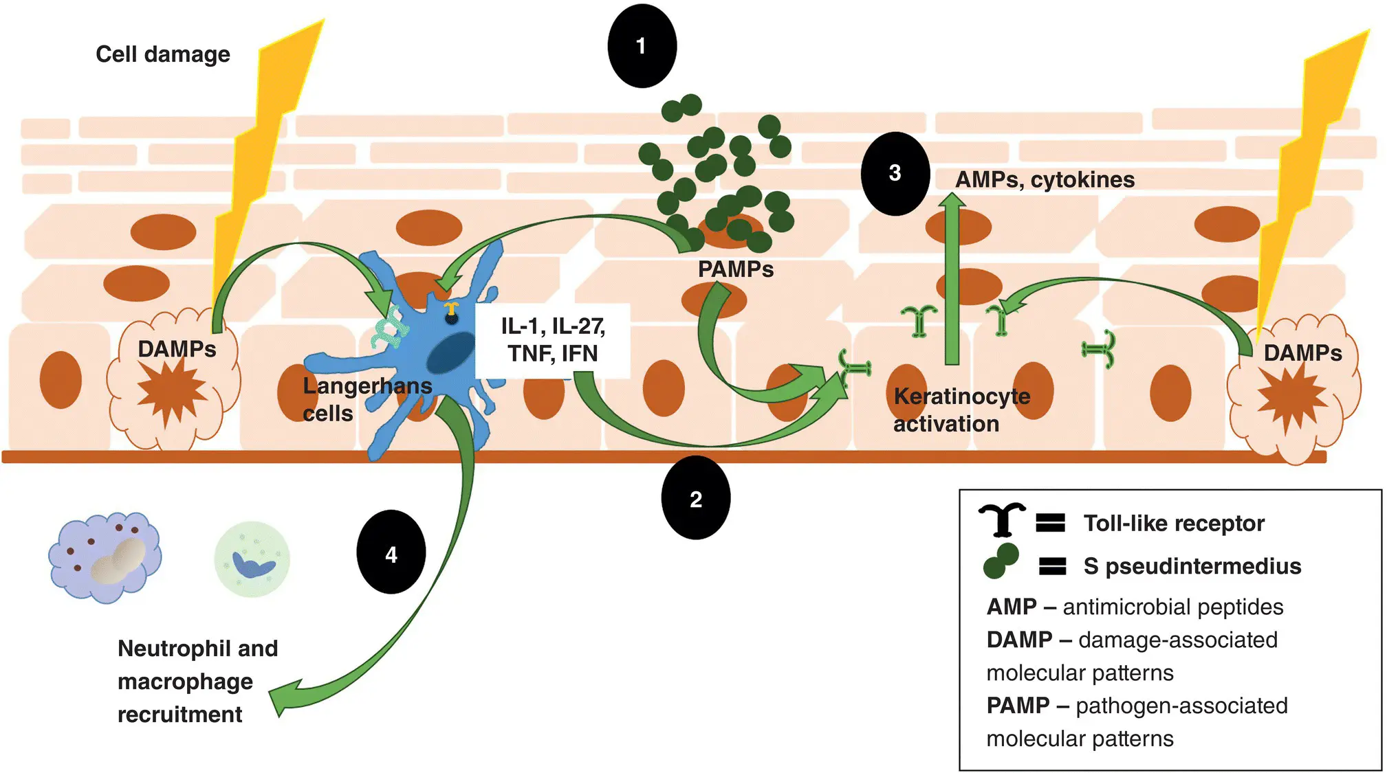 Figure 11 Innate skin immune system 1 The innate immune system is activated - фото 2