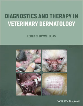 Неизвестный Автор Diagnostics and Therapy in Veterinary Dermatology обложка книги