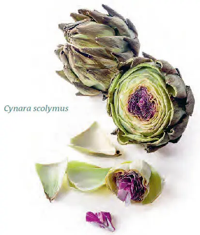 Aromen gekocht 1OCTEN3OL grün erdig - фото 332