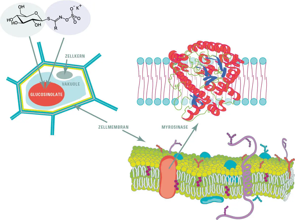 Eine intakte Pflanzenzelle In der wassergefüllten Vakuole der Zelle befinden - фото 161