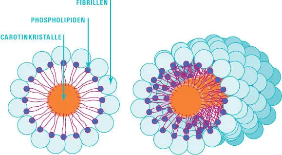 Chromoplasten in Wurzelgemüse Die Carotinkristalle sind in einem Kern - фото 221