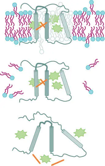 Unter Temperaturerhöhung wird die Membran instabiler ab ca 40 C - фото 218