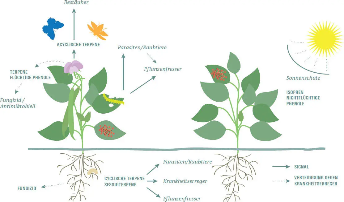 Stören und betören Die trickreiche Aromaproduktion von Pflanzen Pflanzen - фото 172