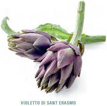 Violetto di Sant Erasmo berühmte regionale Sorte aus der Lagune von Venedig - фото 361