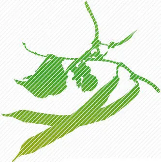 KOHLGEMÜSE Kopfkohl Chinakohl Pak Choi Rotkohl Weißkohl Wirsing Rosenkohl - фото 273