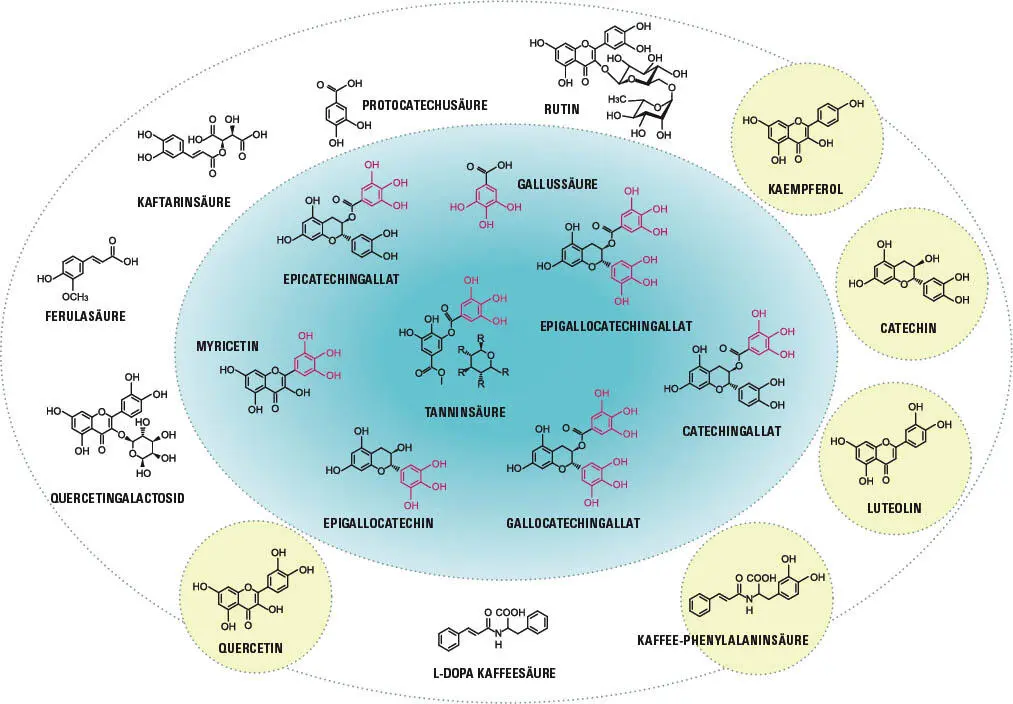 Bittergeschmack chemische und physikalische Adstringenz von Phenolen Die - фото 109