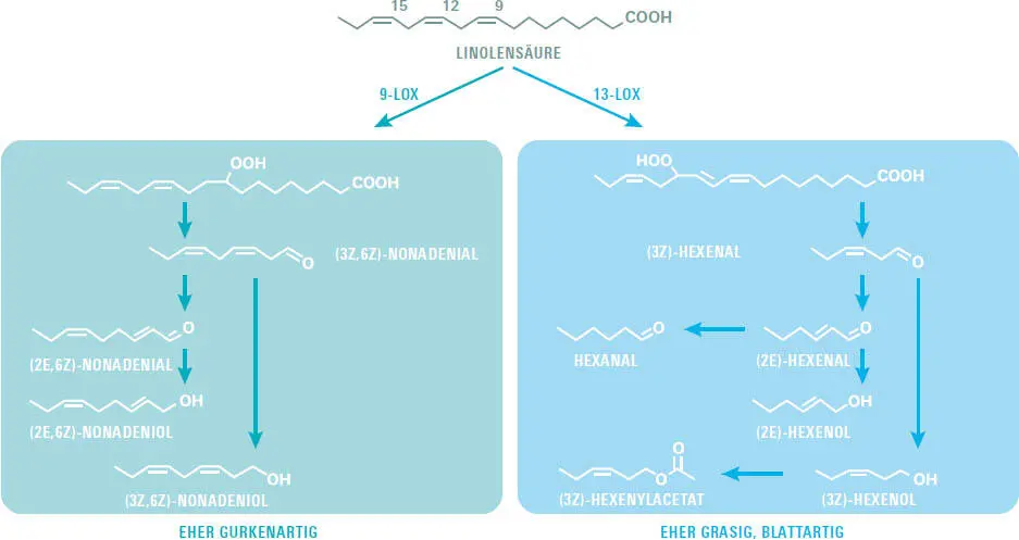 Aus der Fettsäure Linolensäure entstehen durch Oxidation verschiedene - фото 174