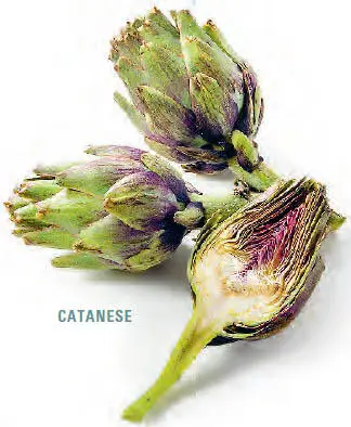 Catanese mittelgroße Sorte mit langen an den Spitzen violett eingefärbten - фото 360