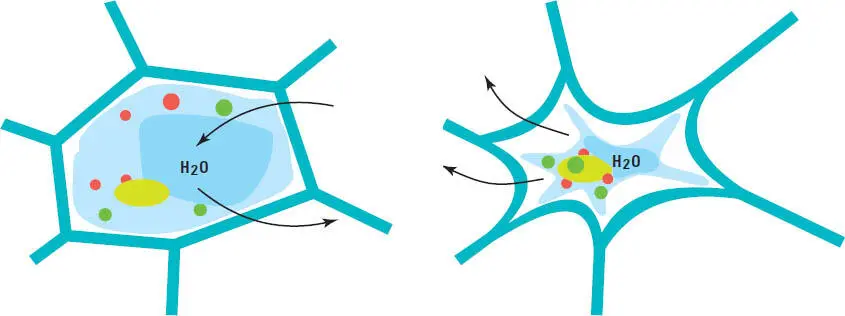 Zelldruck Turgor und Gemüse Der Druck in Gemüsezellen wird durch das - фото 204