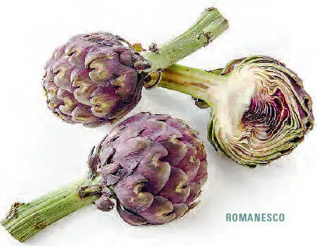 Romanesco mittelgroßer Exportschlager aus Italien bei uns von März bis Juni - фото 359