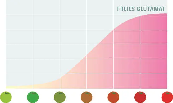 Tomaten bilden beim Reifen unglaublich hohe Mengen an freier Glutaminsäure die - фото 192