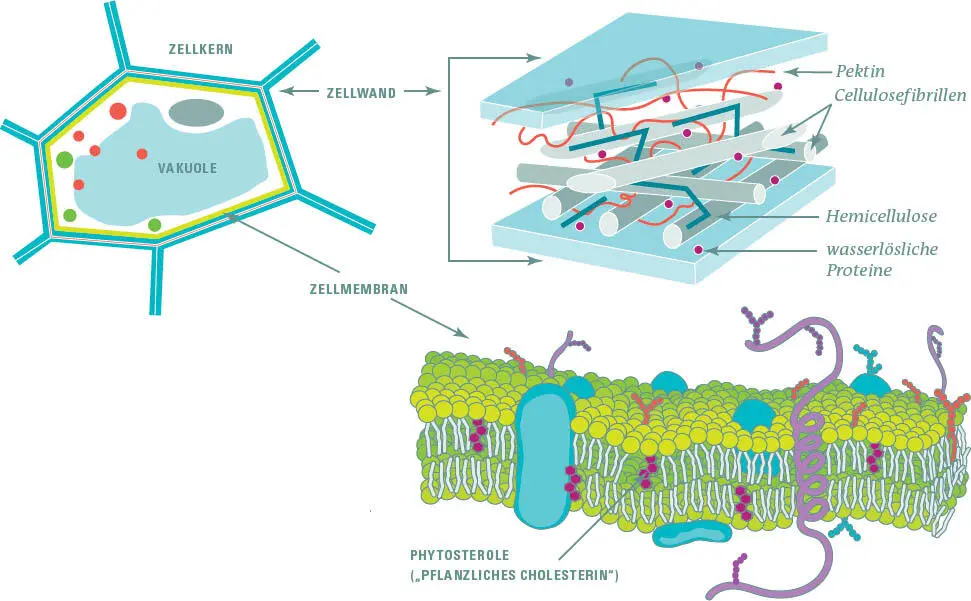 Links Pflanzenzellen bestehen u a aus dem Zellkern und der mit Wasser - фото 202