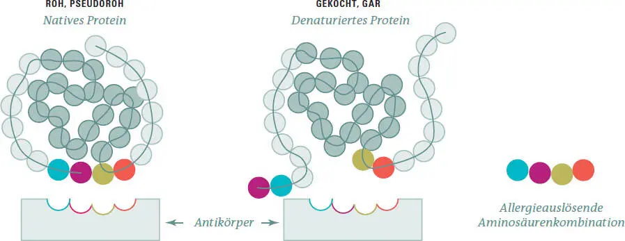 Beim Kochen werden oft kritische Aminosäurenkombinationen durch Gestaltänderung - фото 201