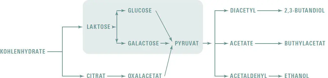 Der universelle Grundprozess jeder Fermentation grau unterlegt Egal wo die - фото 261