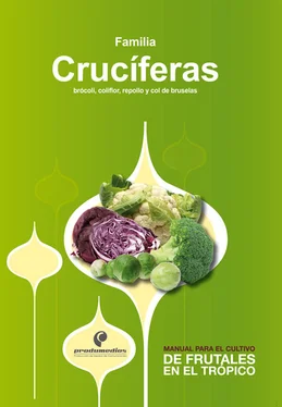 Rafael Flórez Faura Manual para el cultivo de frutales en el trópico: familia Crucíferas обложка книги