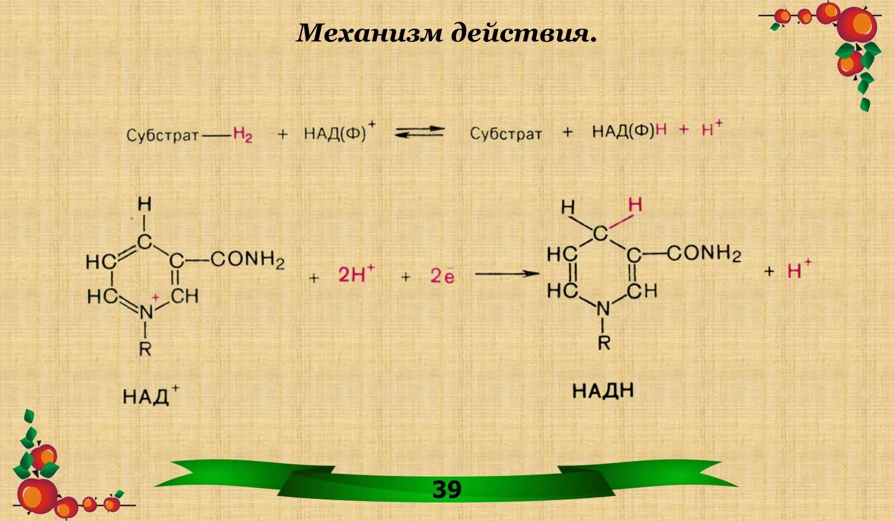 33 Биологическая роль вит В 3 34 Гиповитаминоз вит В 3 ПЕЛЛАГРА - фото 20
