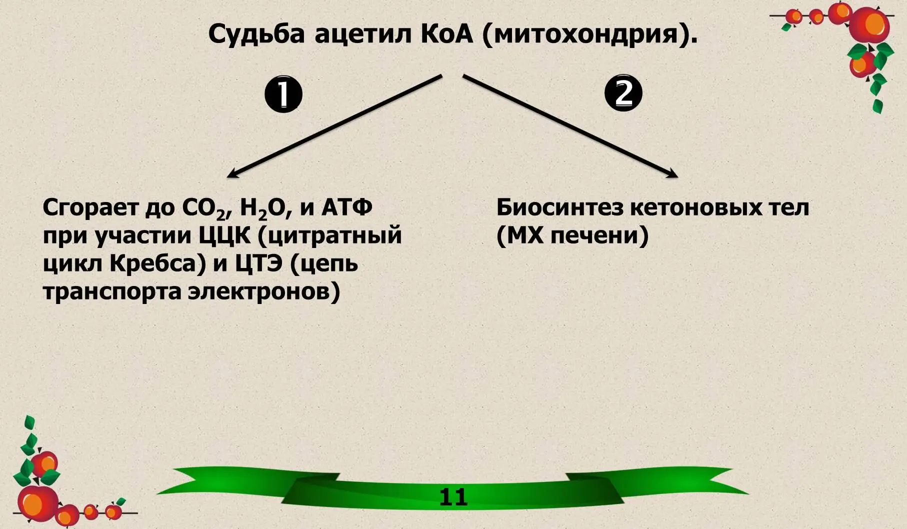 ТДФ в качестве кофермента входит в состав транскетолазы пентозофосфатногопути - фото 4