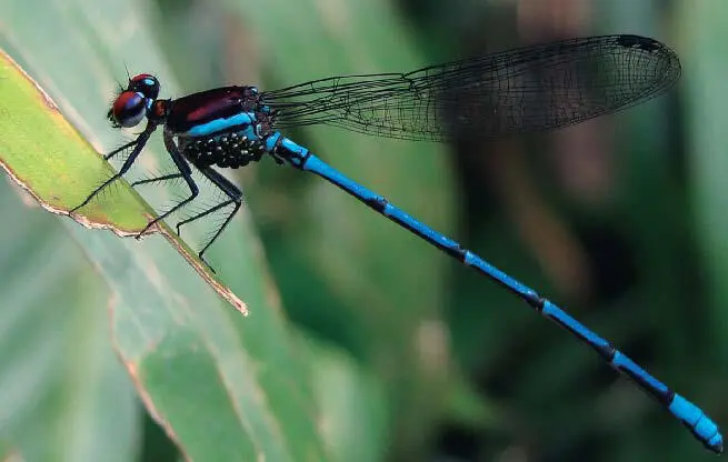 Figura 18a Macho de Argia cupraurea con larvas de ácaros parasitando en la - фото 42