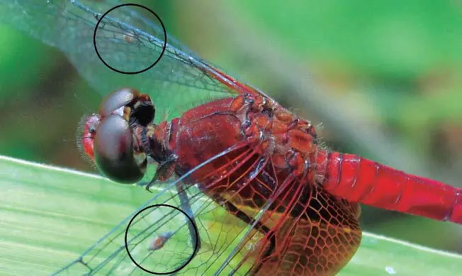 Figura 18b Macho de Erythrodiplax fervida con ceratopogónidos en los - фото 43