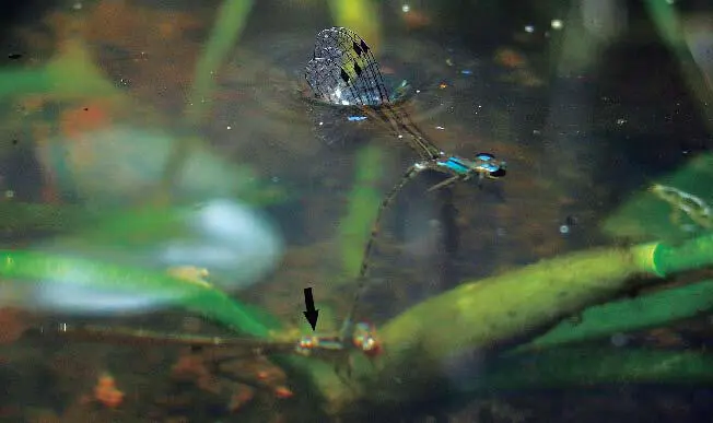 Figura 17b El macho de Acanthagrion sp nov sujeta a la hembra flecha en - фото 41