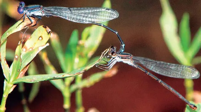 Figura 15 Pareja de Argia translata en posición de tándem cerca del agua El - фото 38