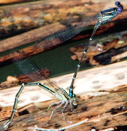 Figura 16 El macho de Argia translata sujeta a la hembra en tándem mientras - фото 39