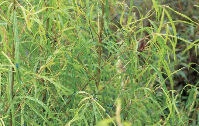 Figura 19 Zigópteros ocultos en la vegetación para evitar los depredadores - фото 46