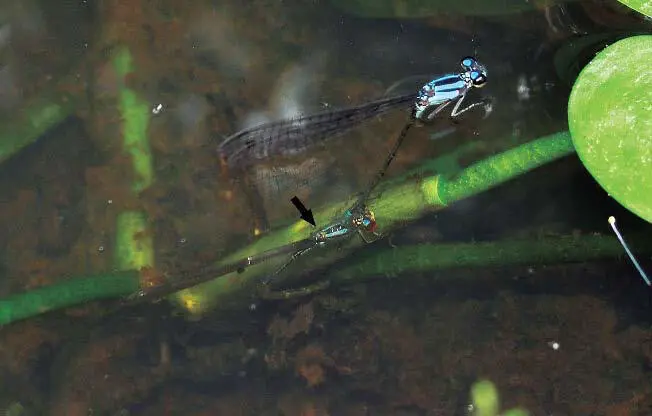 Figura 17a La hembra flecha de Acanthagrion sp nov sumergida ovipositando - фото 40