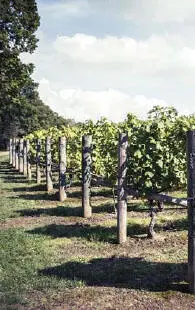 Vines at Nyetimber While Bede stated in AD 731 that vines are cultivated in - фото 2