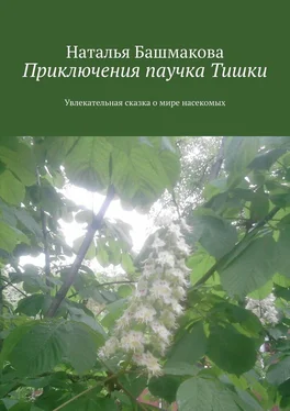 Наталья Башмакова Приключения паучка Тишки. Увлекательная сказка о мире насекомых обложка книги