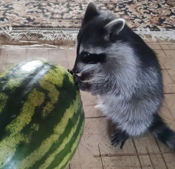 Лап тоже нет и ушей тоже нет круглый зеленый да что же за бред Щас кусану - фото 5