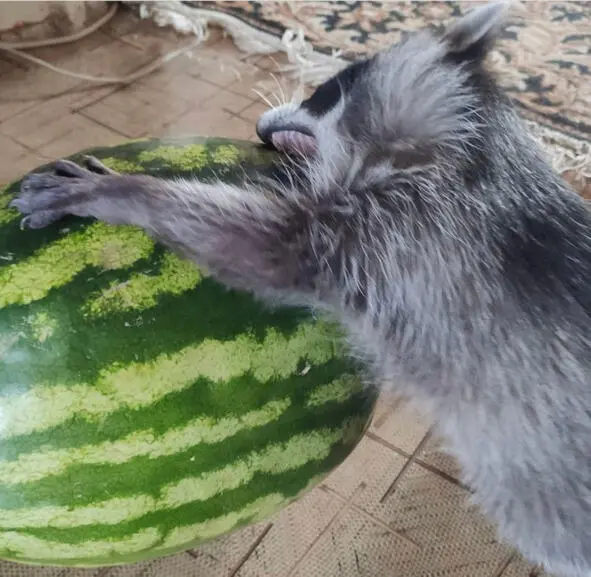 Лап тоже нет и ушей тоже нет круглый зеленый да что же за бред Щас кусану - фото 6