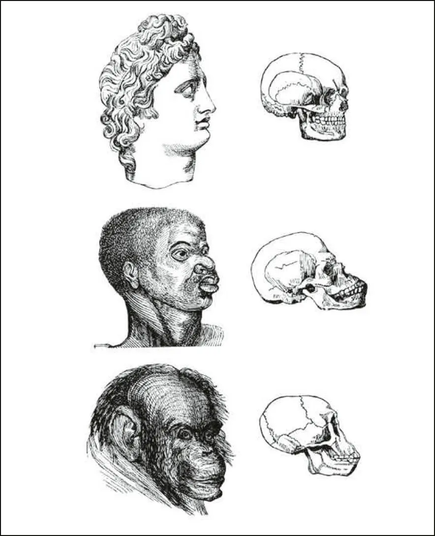 Abbildung 1Eine Illustration aus JC Nott und GR Gliddon Indigenous Races - фото 2