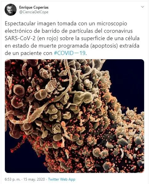 Immagine 3 Immagine 3 Tweet Apoptosi per COVID19 Traduzione Immagine 3 - фото 3